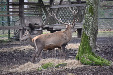 ANIMALS