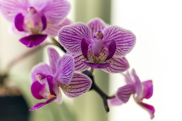 Obraz premium Close-up of beautiful pink phalaenopsis orchid flower blooms
