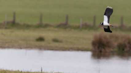 A lapwing gliding gracefully through the air against a soft focus landscape of fields and a lake