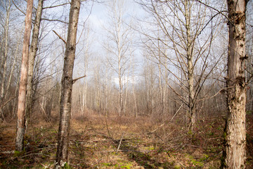 A picture of the woods in winter time.    Vancouver BC Canada