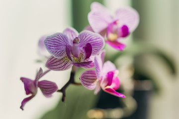 Fototapeta na wymiar Close-up of beautiful pink phalaenopsis orchid flower blooms
