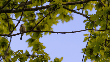 A blue tit perched on a straight oak branch against bright green leaves and a blue sky