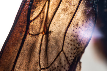 bug wing abstract backround