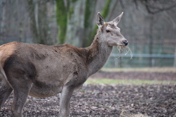 ANIMALS