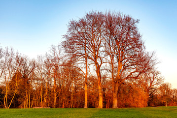 Fototapeta premium Bäume im Abendlicht