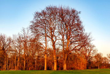 Obraz premium Baumgruppe im Abendlicht
