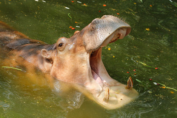 the hippopotamus open mouth in river at thailand