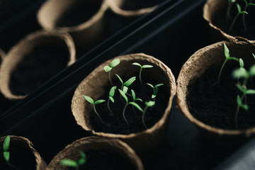 seedlings in peat pots. Baby plants seeding, black hole trays for agricultural seedlings. The...