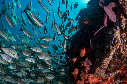 Diving In Colorful Reef Underwater In Mexico Cortez Sea Cabo Pulmo