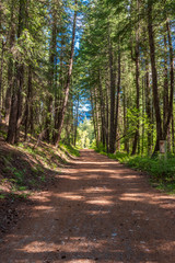 Rocky Mountains. Mountain Trail in Cascades National Park, Washington, USA.