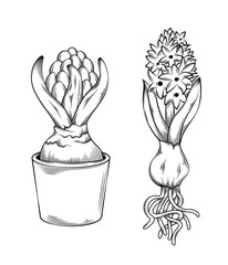 Vector illustration of plant hyacinth in pot and with roots, isolated on a white background, garden maintenance, landscaping and hobby concept, sketch style, line art.