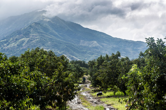 dramatic image of an avocado farm high in the caribbean mountains of the dominican republi.