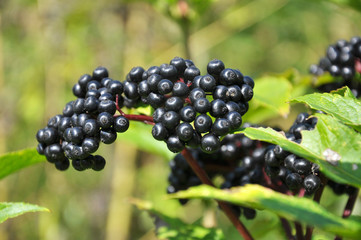 Berries ripe on the black grassy elder (Sambucus ebulus)