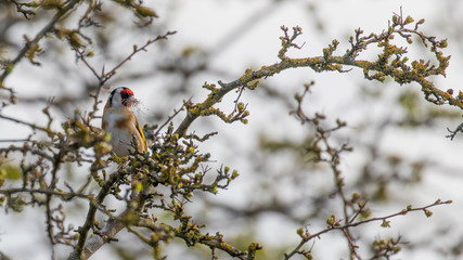 A beautiful goldfinch perched high in a tree with a beak full of nesting material