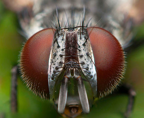 Extreme macro fly shot big eyes