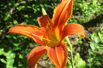 Beautiful orange tiger lily flower in the garden, closeup