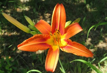 Beautiful orange tiger lily in the garden, closeup