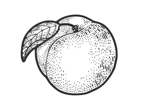 Peach fruit sketch engraving vector illustration. T-shirt apparel print design. Scratch board imitation. Black and white hand drawn image.