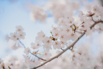 Cherry blossoms season,sakura flowers in Japan