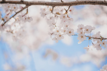 Cherry blossoms season,sakura flowers in Japan