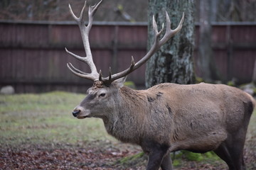 ANIMALS