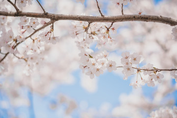 Cherry blossoms season,sakura flowers in Japan