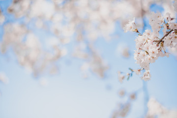 Cherry blossoms season,sakura flowers in Japan