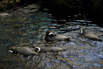 Pack of many little floating penguins family swimming in dark water, view from above. Lisbon Portugal aquarium oceanarium