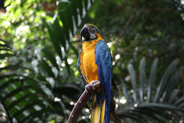 parrot