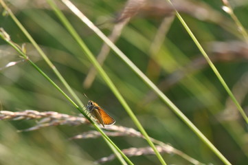 Essex skipper (Thymelicus lineola) in a grass field