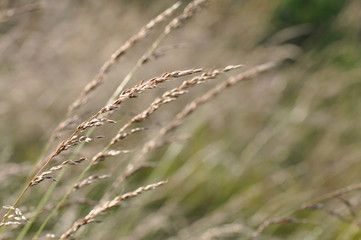 Gramineae field in a medow in summer