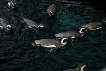 Pack of many little floating penguins family swimming in dark water, view from above. Lisbon Portugal aquarium oceanarium