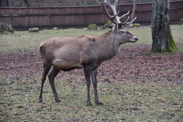 ANIMALS