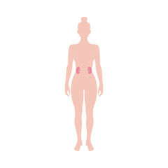 Fototapeta premium Female body with anatomical icons of kidneys flat vector illustration isolated.