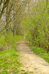 Fototapeta premium Springtime tunnel dirt road landscape. Bushes with green foliage forming a natural tunnel around the dirt road at the parkland.