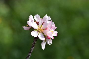 Almond tree pink flowers with green background