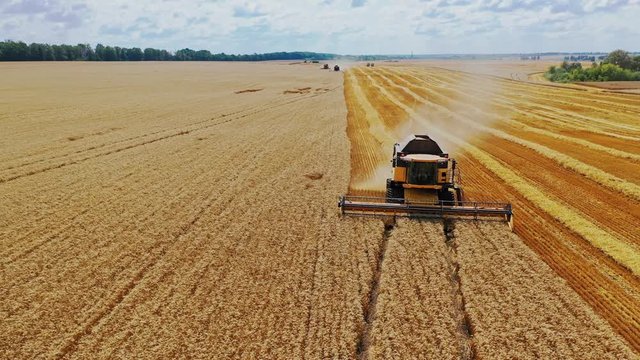 Combine harvester in action on wheat field. Process of gathering a ripe crop from the fields. Aerial view