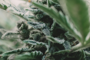 Fresh green weed In details. Macro trichomes cannabis. Indica flower. CBD THC in Pot. Marijuana bud...