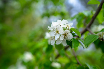 Springtime. White pear blossoms. Spring flowers on nature blurred background.