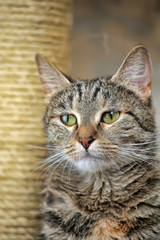 tabby european shorthair cat