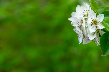Springtime. White pear blossoms. Spring flowers on nature blurred background.