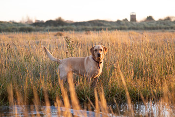 Fox red golden Labrador in long grass