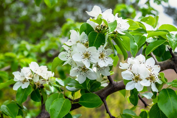 Springtime. White pear blossoms. Spring flowers on nature blurred background.