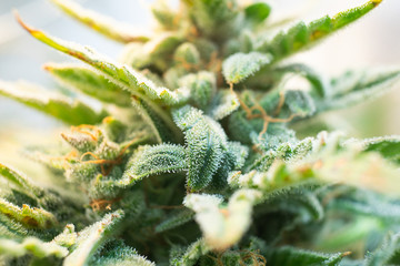 Fresh green weed In details. Macro trichomes cannabis. Indica flower. CBD THC in Pot. Marijuana bud...