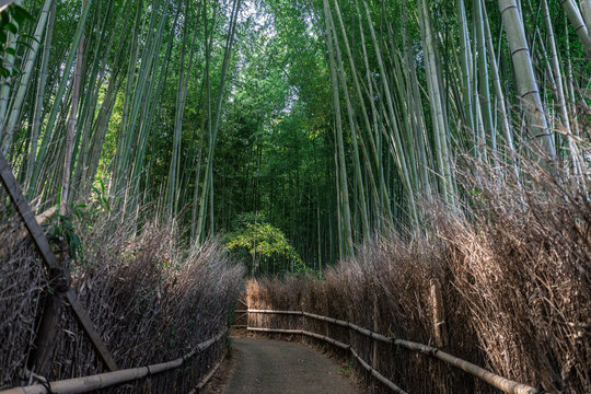 Japan, Tokyo, Empty footpath across bamboo grove