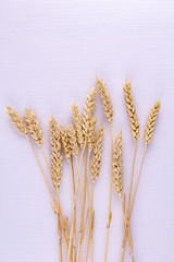 Ears of cereals used for baking, agriculture cultivated by mankind.