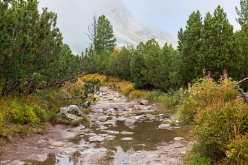 Autumn mountain hike trail l in High Tatras mountain with foggy mountain in the background - obrazy, fototapety, plakaty