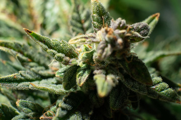 Fresh green weed In details. Macro trichomes cannabis. Indica flower. CBD THC in Pot. Marijuana bud...