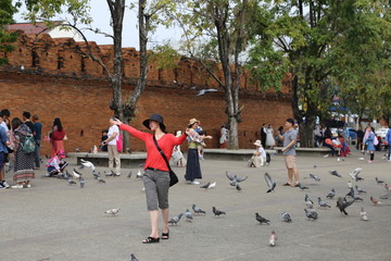 Taubenfrau Thailand