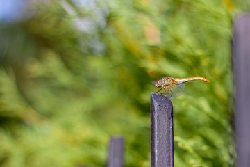 Autumnal landscape of red dragonfly sitting nad hunting on the spot. Indian summer concept.